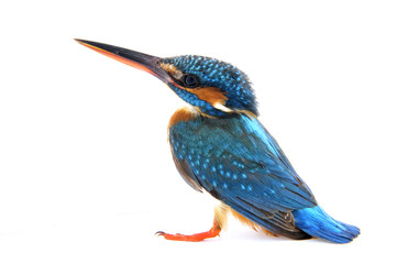 Kingfisher on a white background