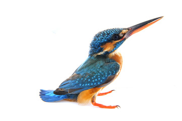 Kingfisher on a white background