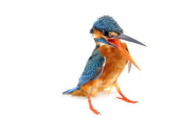 Kingfisher on a white background
