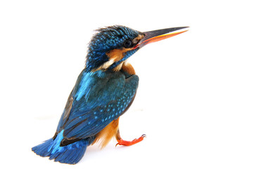 Kingfisher on a white background