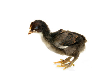 The chicken on a white background