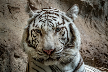 White bengal tiger