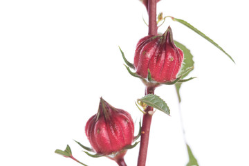 Fototapeta premium Hibiscus sabdariffa or roselle fruits isolated on white