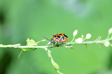 As bugs, taken in the wild nature environment