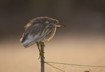 Indian pond heron 