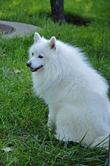 A white silver fox breed in the wild