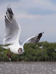 Seagulls in mangrove forest reserve bangpoo Thailand