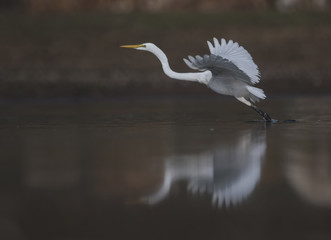 The Great White Egret