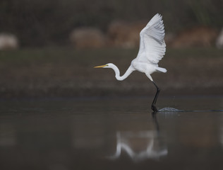 The Great White Egret