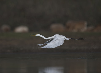 The Great White Egret