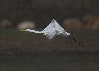 The Great White Egret