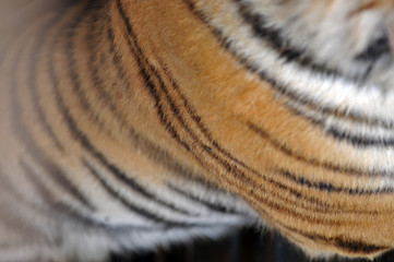 The tiger's fur