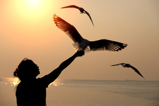 Silhouette of seagull flying and eat food from wohan hand at Bangpu, Thailand