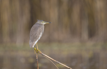 The Indian pond heron