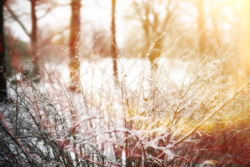 landscape winter in the park / sun, rays and glare from the sun in a snow-covered forest. Cold climate, Christmas landscape, cold snap