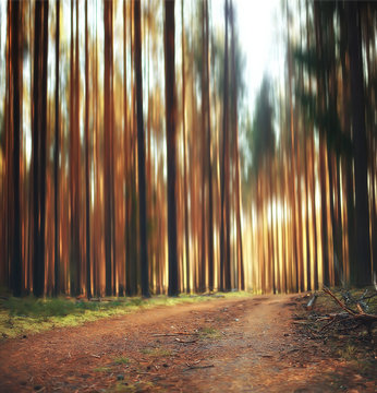 autumn forest background / blurred image of autumn landscape in the forest, pine forest, vertical lines, sun, bokeh in a forest background, sunset on a forest walk