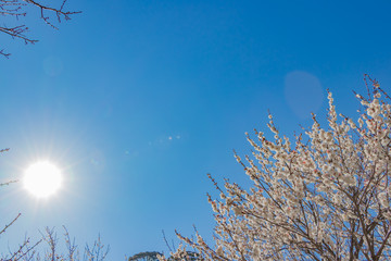 輝く太陽と白梅