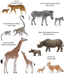 Collection of animals with cubs living in the territory of Africa: northern giraffe, black rhinoceros, Grevy's zebra, ring-tailed lemur, fennec fox, serval