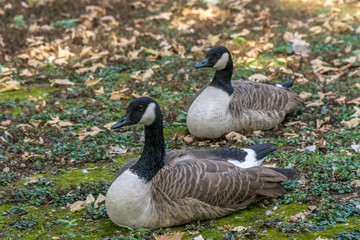 Canadian goose