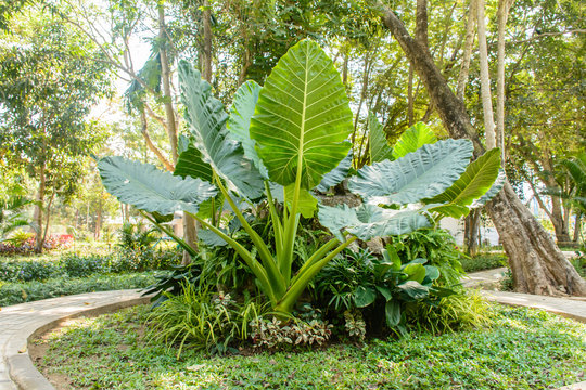 Photo Of Big Colocasia Gigantea Plant