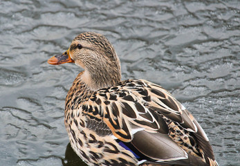 Duck female from back on freezing river