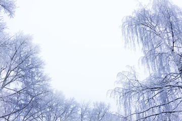Winter forest Snow-covered birch grove sky snow snowy .