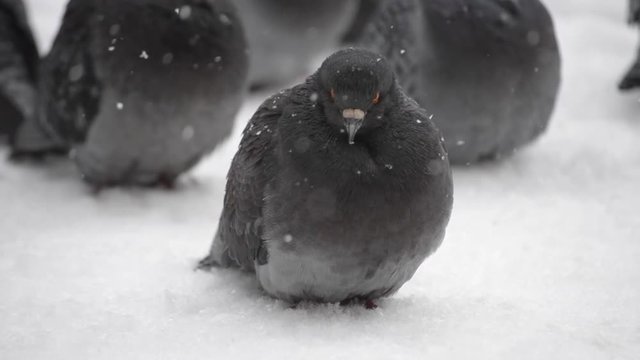 Gray dove pigeon sit on the floor and bask on a cold frosty day in winter. Bird ruffled up dishevelled plumage feather very cold bask in frost, warm from the bitter cold close-up
