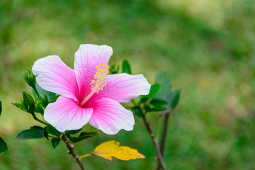 beautiful hibiscus flower with blur background