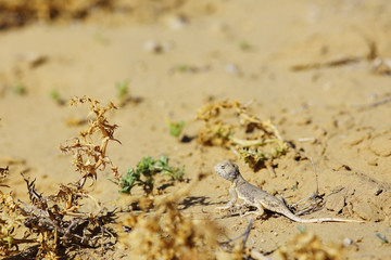 desert lizard in the wild