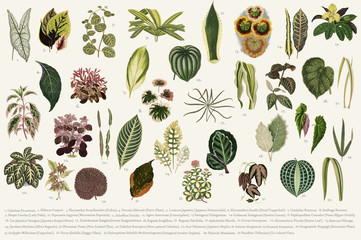 Collection of leaves found in (1825-1890) New and Rare Beautiful-Leaved Plants. Digitally enhanced from our own 1929 edition of the publication illustration - obrazy, fototapety, plakaty