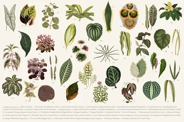 Fotobehang Retro Collection of leaves found in (1825-1890) New and Rare Beautiful-Leaved Plants. Digitally enhanced from our own 1929 edition of the publication illustration  © Rawpixel.com