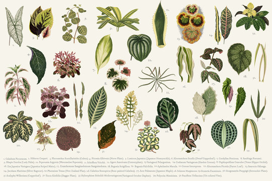 Fototapeta Collection of leaves found in (1825-1890) New and Rare Beautiful-Leaved Plants. Digitally enhanced from our own 1929 edition of the publication illustration