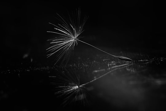 dandelion seeds black background concept lightness © kichigin19