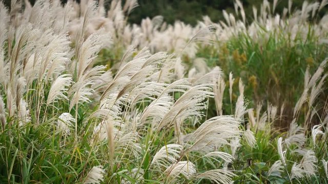 Susuki (Japanese Pampas Grass, Miscanthus sinensis) with bokeh background behind, Hitachi Seaside Park, Ibaraki, Japan