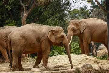 Elephant feeding in the zoo