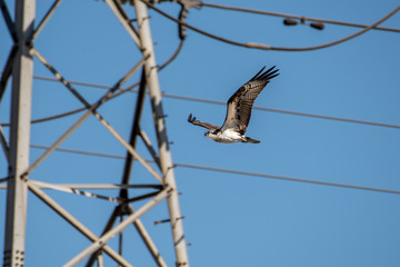 Osprey flying in an urban environment 