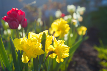 spring flowers daffodils and tulips flowering in garden on a flower bed