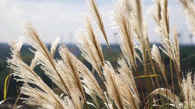 Susuki (Japanese Pampas Grass, Miscanthus sinensis) with bokeh background behind, Hitachi Seaside Park, Ibaraki, Japan