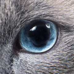 Gray Siamese cat with blue eyes staring on something.