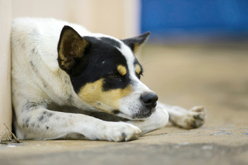 Naklejka na ściany i meble Dog lying in the street during the day