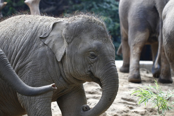 Elephant feeding in the zoo