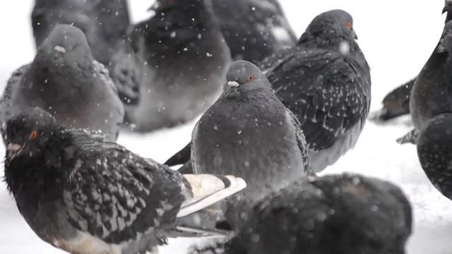 Many gray doves pigeons sit on the floor and bask on a cold frosty day in winter. Birds ruffled up dishevelled plumage feather very cold bask in frost, warm from the bitter cold close-up