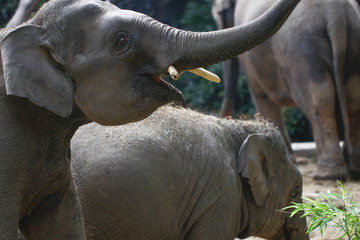 Elephant feeding in the zoo