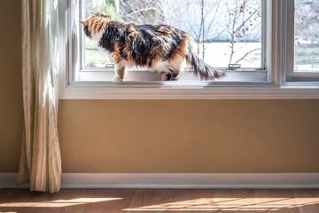Long haired calico cat looking out the window