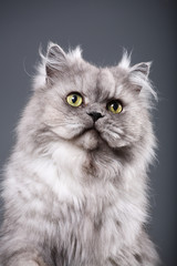 Beautiful gray Persian cat