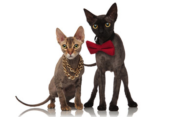 adorable luxury cats on white background