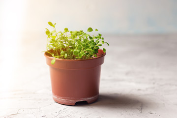 seedlings of forget-me-not flower in a plastic pot