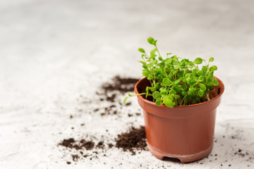 seedlings of forget-me-not flower in a plastic pot