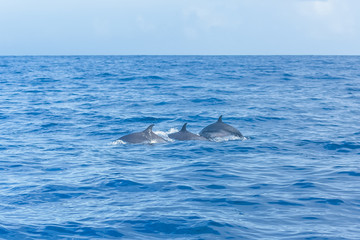 Three dolphins swimming and diving in turquoise sea 
