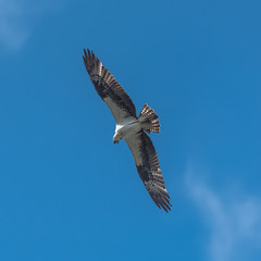Western osprey flying in blue sky, trying to catch a fish 
